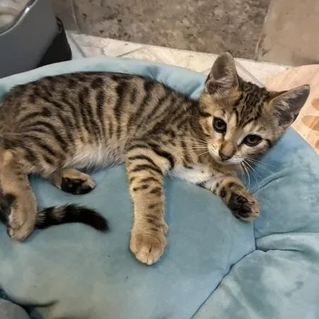 A baby medium-sized female Tabby (Leopard / Spotted) Tabby cat named Farrah for adoption in Stockton, CA