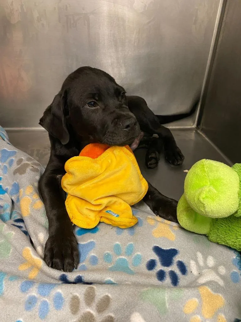 A young small-sized male Labrador Retriever dog named Echo for adoption in Tulsa, OK