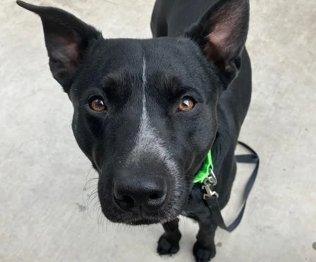Max