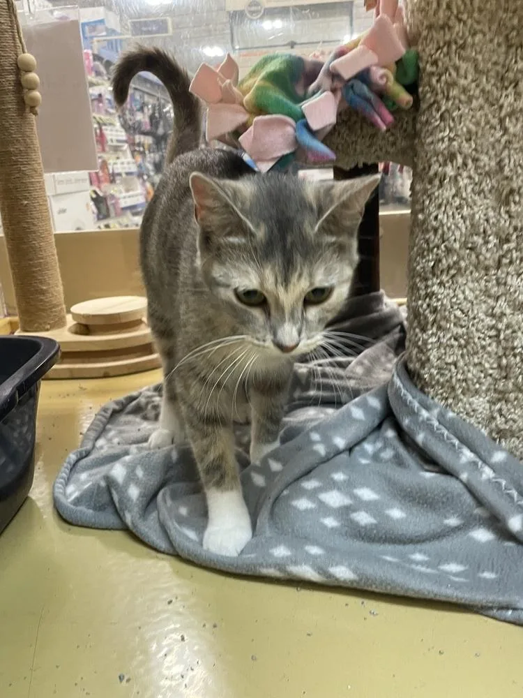 An adult medium-sized female Domestic Short Hair cat named Purrsephone for adoption in Metamora, IL