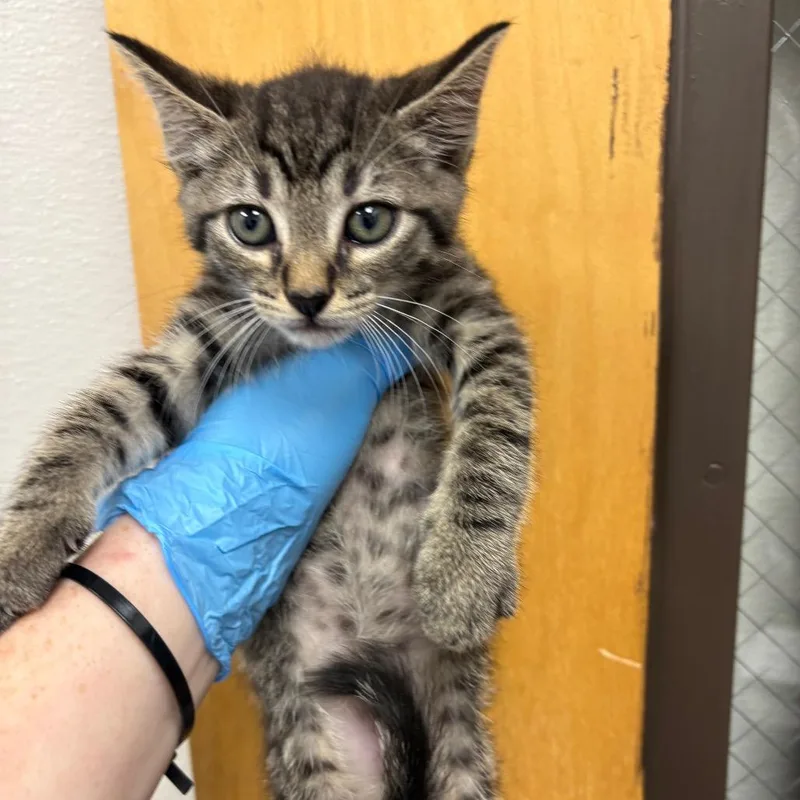A baby small-sized male Brown / Chocolate Domestic Short Hair cat named Arnold for adoption in Columbiana, AL