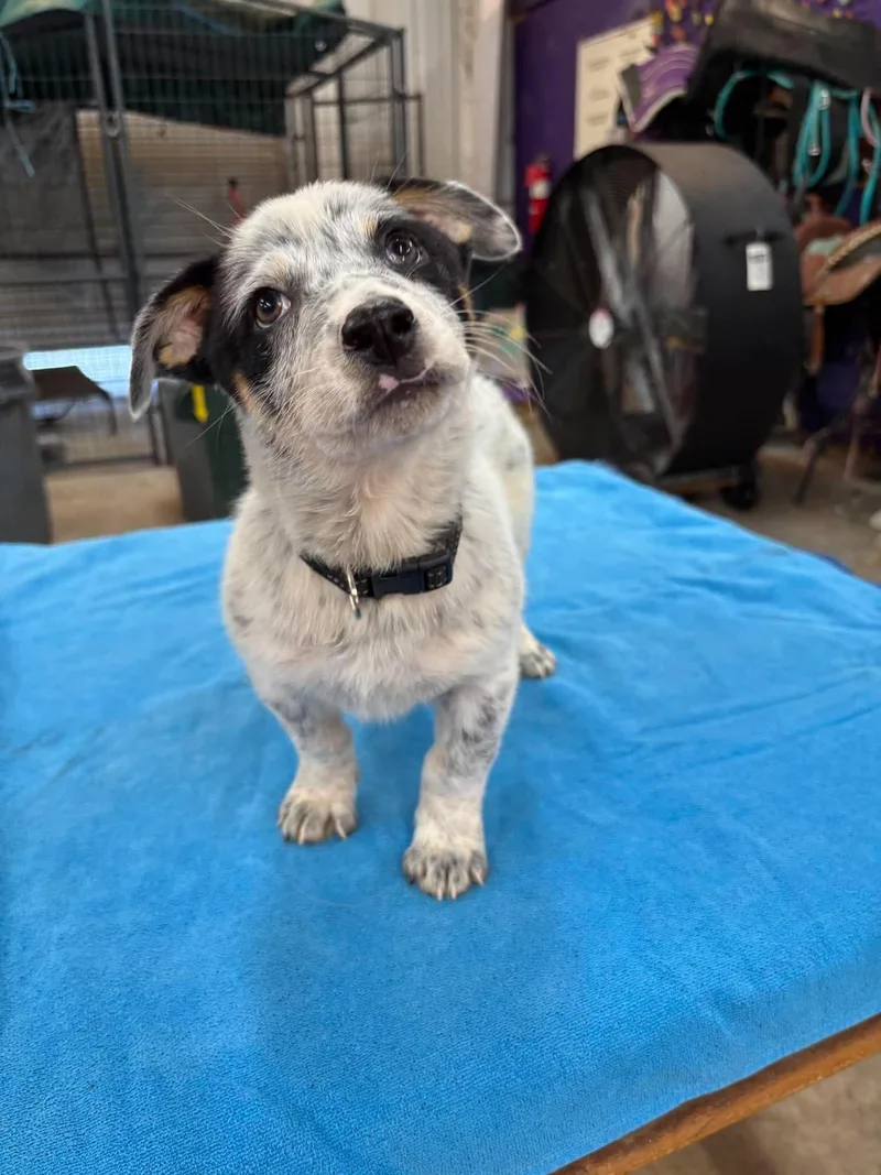 A baby small-sized male Dachshund dog named Axel for adoption in Panama City, FL