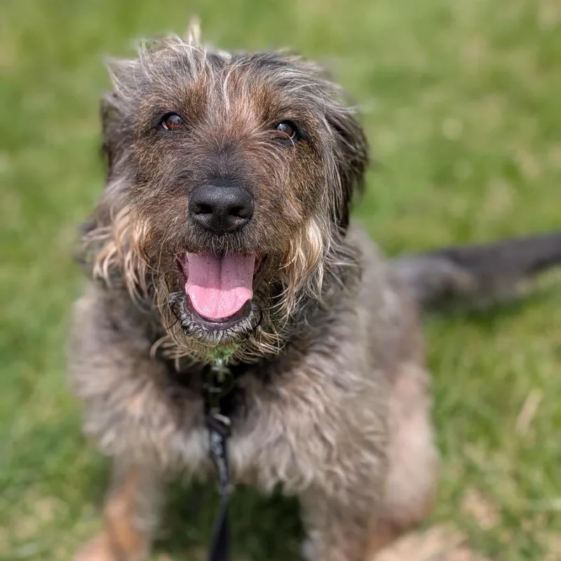 An adult medium-sized female Yellow / Tan / Blond / Fawn Mixed Breed dog named Mopsy for adoption in Washington Township, OH