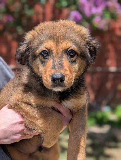 An adult large-sized male Australian Shepherd dog named Slate for adoption in Mansfield, TX
