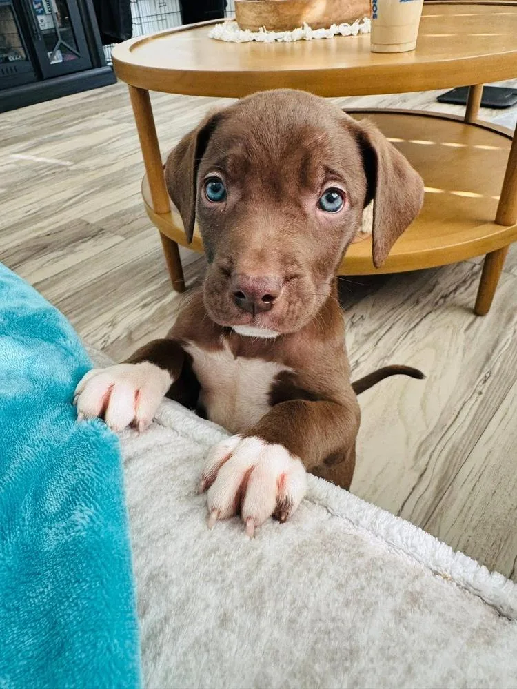 A baby small-sized male Brown / Chocolate Terrier dog named Beach for adoption in Colorado Springs, CO
