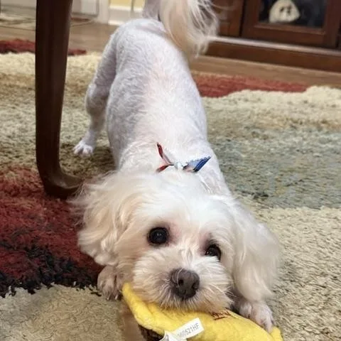 An adult small-sized female White / Cream Maltipoo dog named ShaNayNay for adoption in Memphis, TN