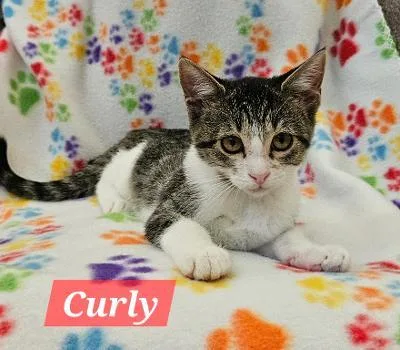 A baby medium-sized male Tabby (Brown / Chocolate) Domestic Short Hair cat named Curly for adoption in Mokena, IL