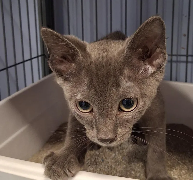 A baby small-sized male Gray / Blue / Silver Russian Blue cat named Dmitry for adoption in Belton, MO