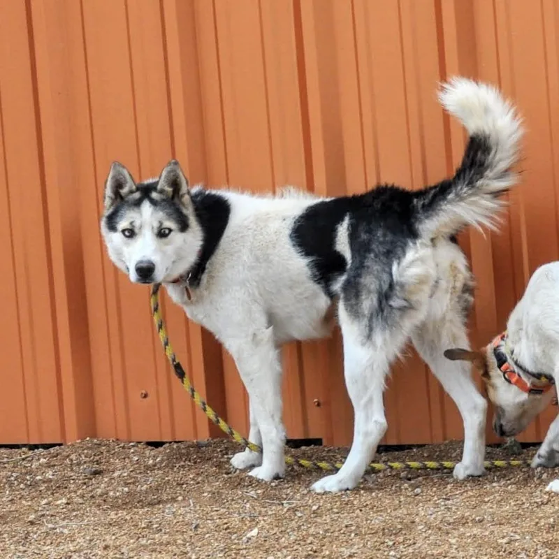 An adult medium-sized female White / Cream Husky dog named Stormy for adoption in Prescott, AZ