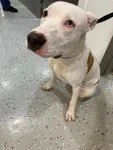 An adult medium-sized male White / Cream Pit Bull Terrier dog named Lucky A for adoption in Sherman, TX