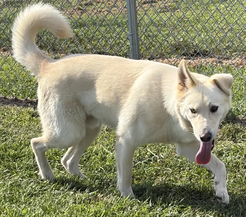 An adult large-sized male Siberian Husky dog named Thor for adoption in Mount Sterling, KY