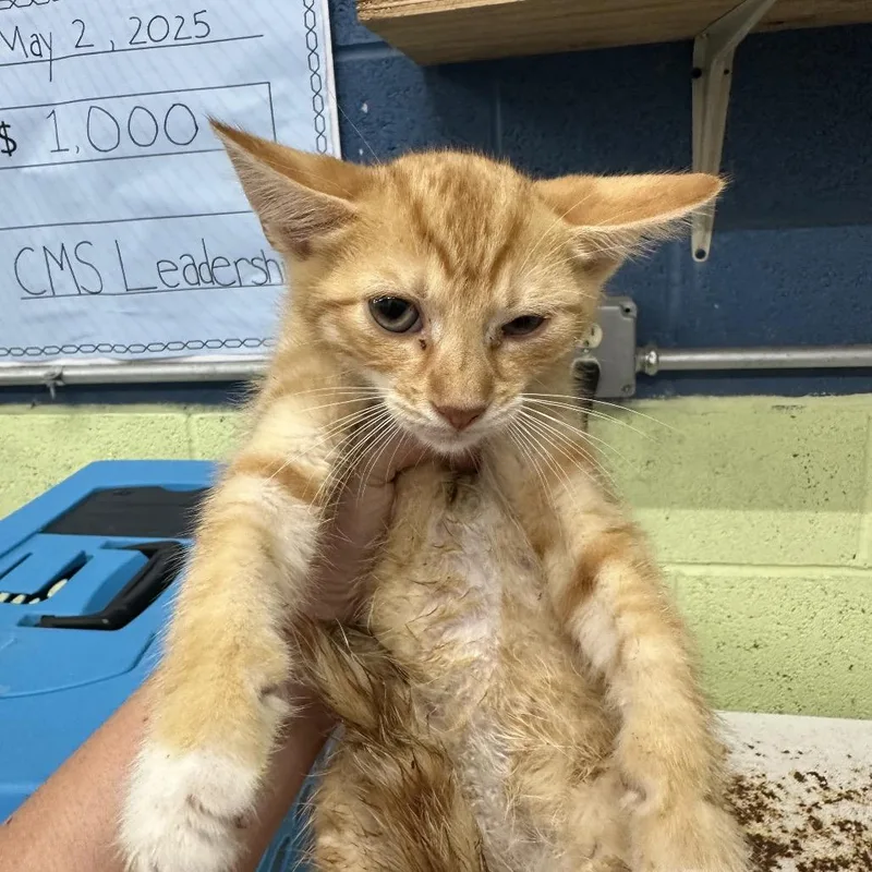 A baby small-sized male Orange / Red Domestic Short Hair cat named Red for adoption in Corbin, KY