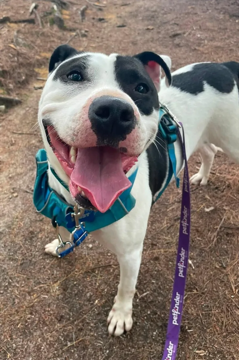 An adult medium-sized female Mixed Breed dog named Maizie HERE IN NH for adoption in Northwood, NH