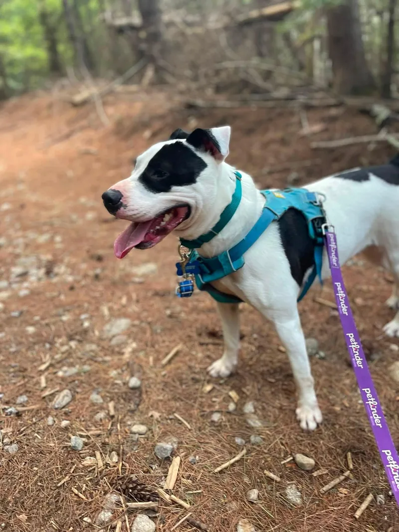 Maizie HERE IN NH thumbnail 2