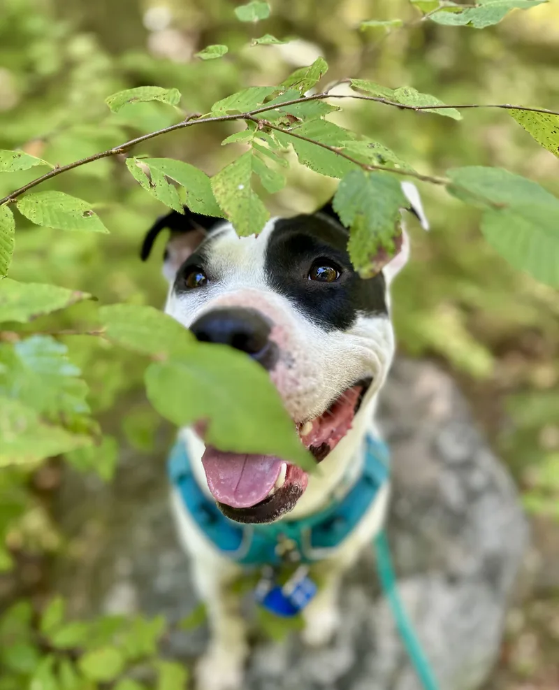 Maizie HERE IN NH thumbnail 3