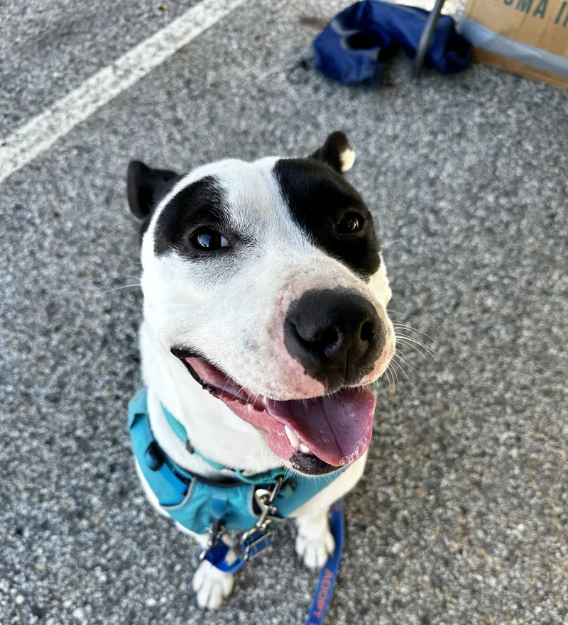 Maizie HERE IN NH thumbnail 4