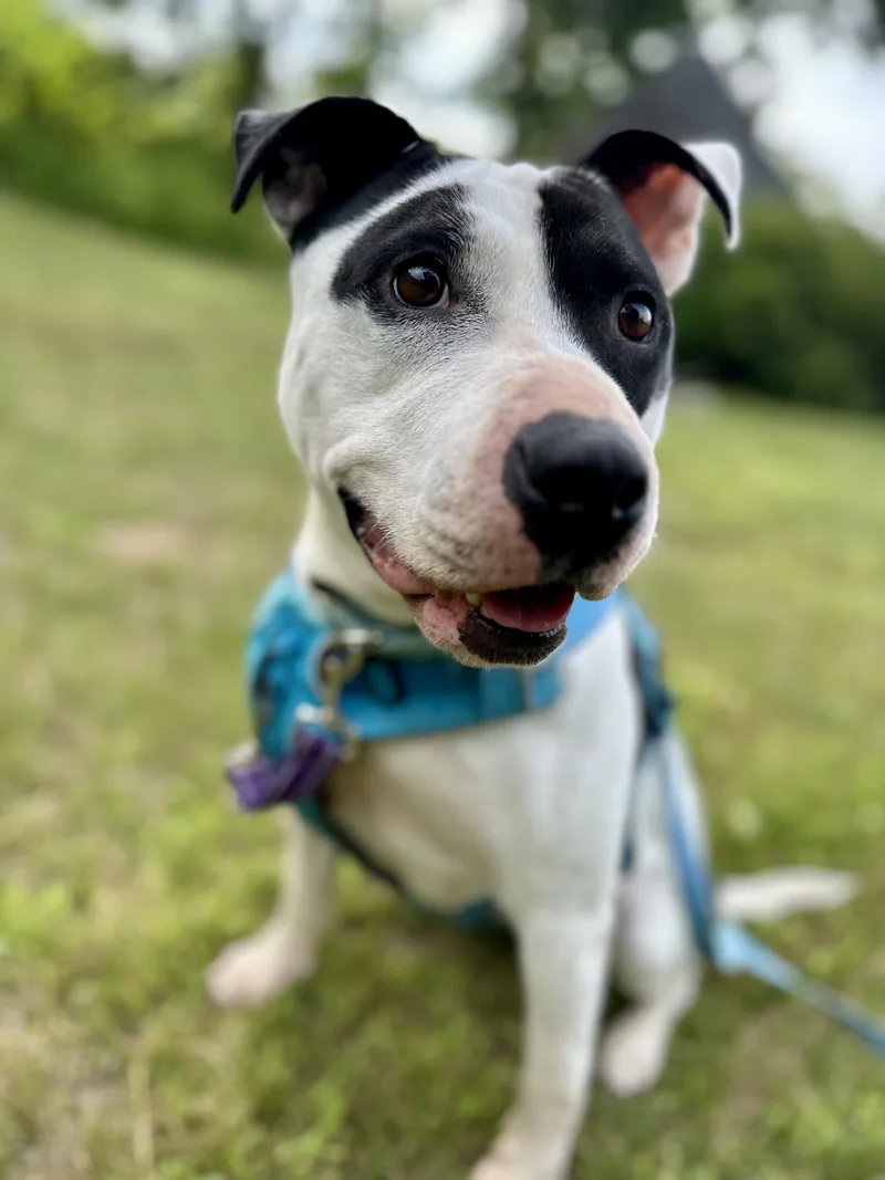 Maizie HERE IN NH thumbnail 6