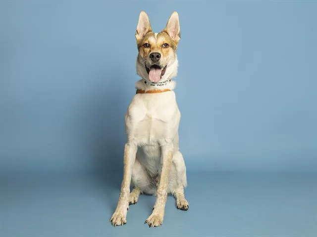 Pablo