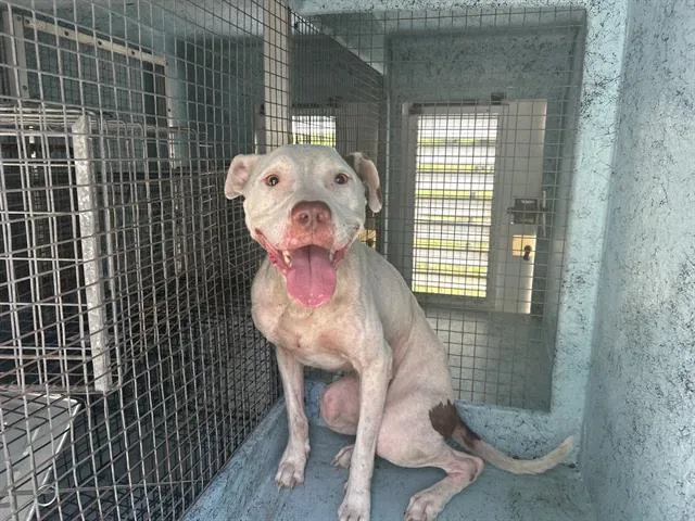 An adult medium-sized female Pit Bull Terrier dog named Ria for adoption in Ocala, FL