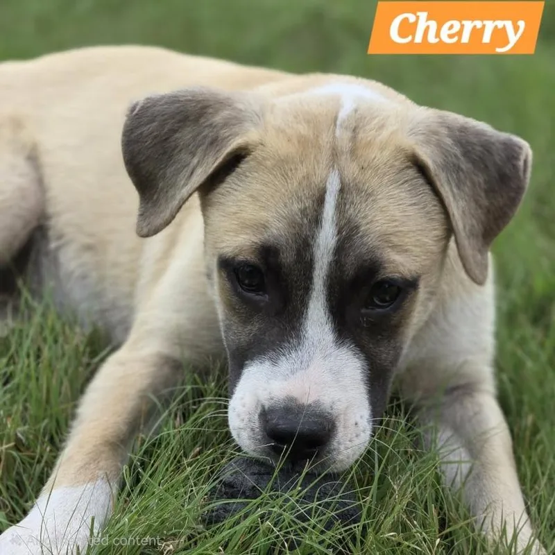 A baby small-sized female Apricot / Beige Shepherd dog named Cherry for adoption in South Elgin, IL