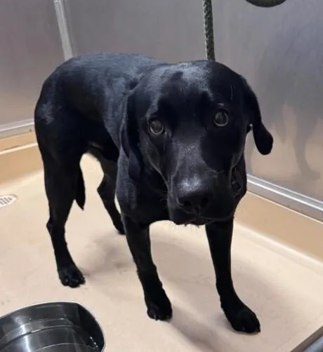 An adult medium-sized male Labrador Retriever dog named Steel for adoption in Burgaw, NC