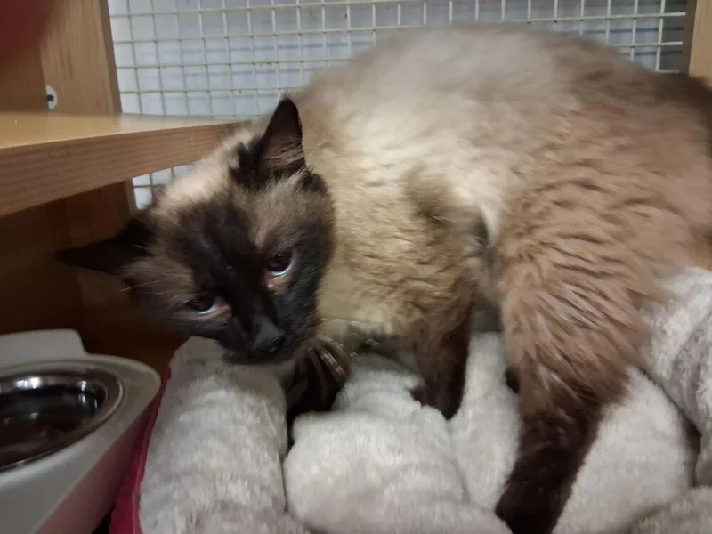 An adult medium-sized female Buff / Tan / Fawn Siamese cat named Mingau for adoption in Dallas, TX