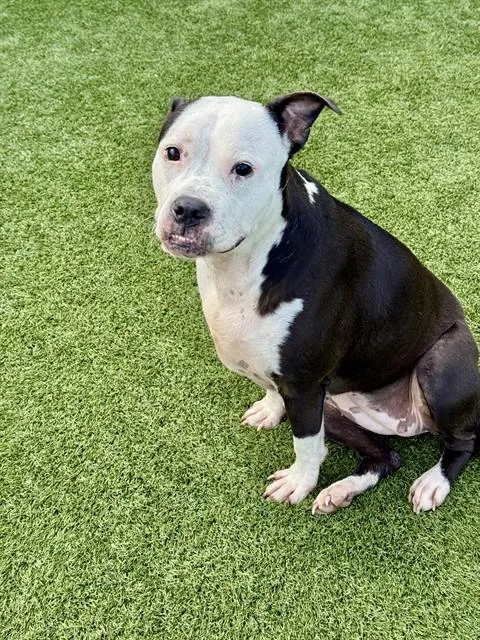 An adult medium-sized female Mixed Breed dog named Kitt for adoption in Dallas, TX