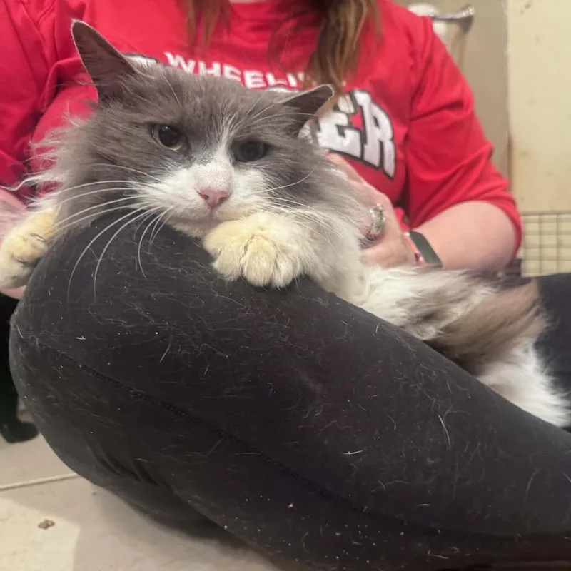 An adult small-sized female Gray / Blue / Silver Domestic Long Hair cat named Katie for adoption in Inwood, WV