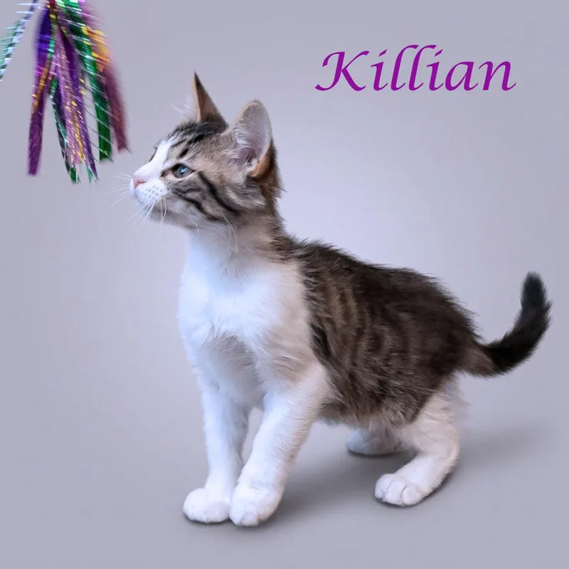 A baby small-sized female Brown / Chocolate Domestic Short Hair cat named Killian C for adoption in Lebanon, TN