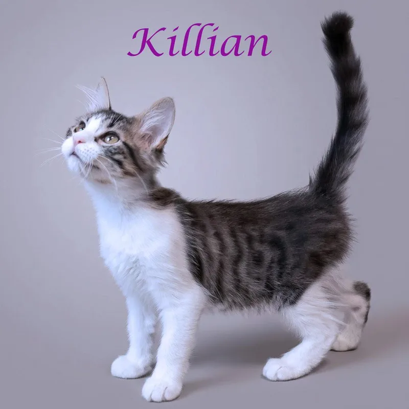 Killian C thumbnail 2