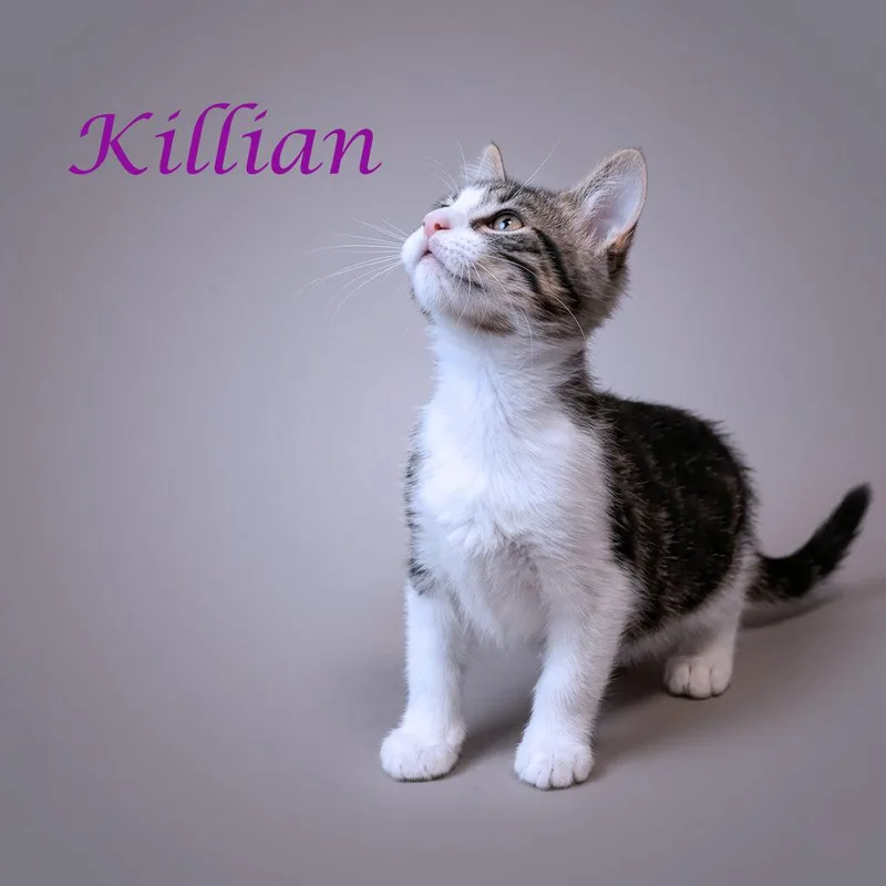 Killian C thumbnail 3