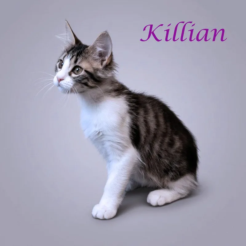 Killian C thumbnail 4