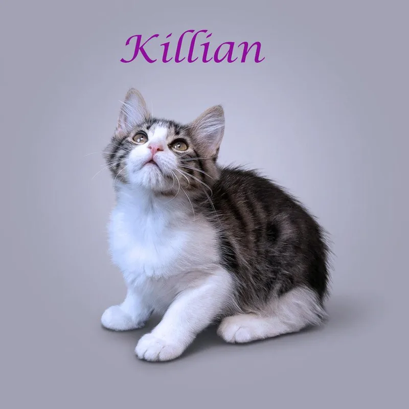 Killian C thumbnail 5