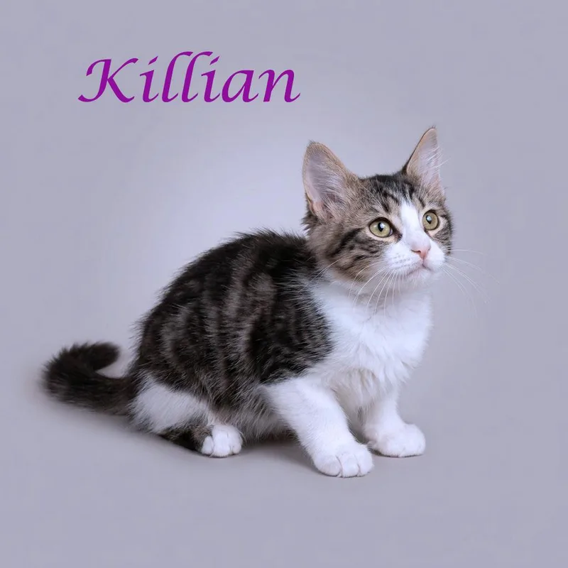Killian C thumbnail 6