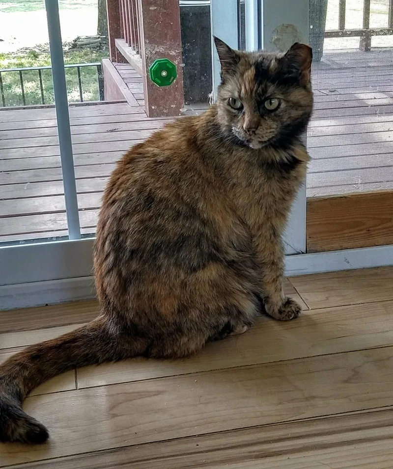 An adult medium-sized female Domestic Short Hair cat named Stella for adoption in Oakboro , NC