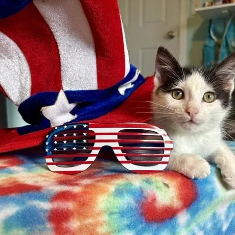 A young medium-sized male Black & White / Tuxedo Domestic Short Hair cat named Spike for adoption in Ferndale, WA