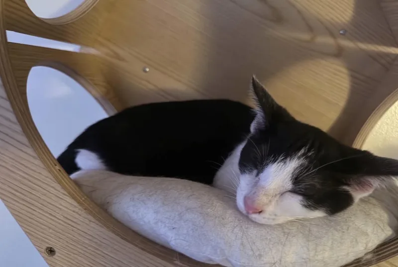 A baby small-sized female Black & White / Tuxedo Domestic Short Hair cat named Scooby for adoption in Hartville, OH