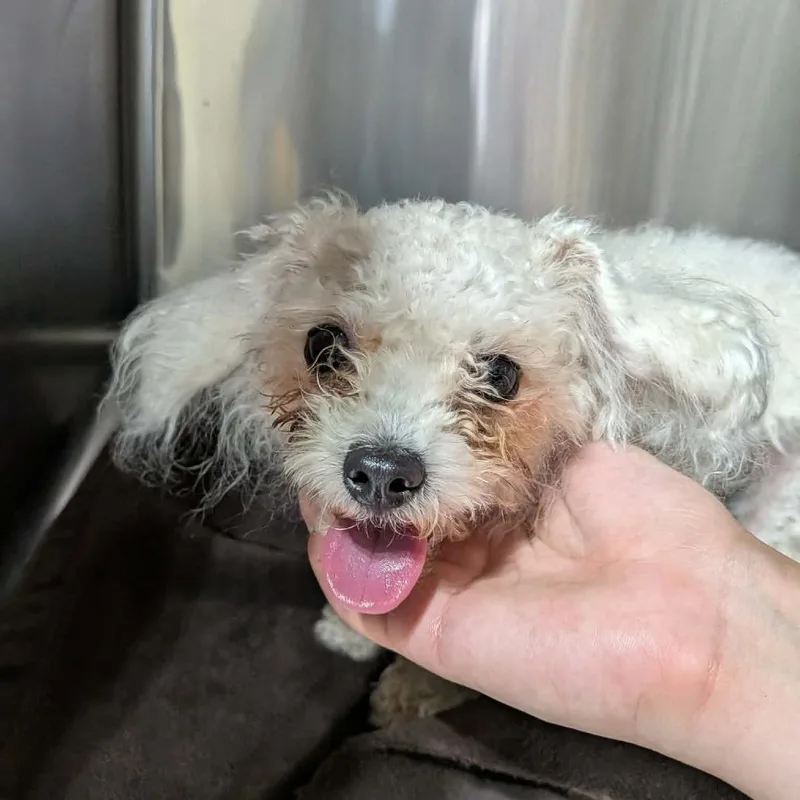 An adult small-sized female White / Cream Maltese dog named Momo Sugar for adoption in Houston, TX