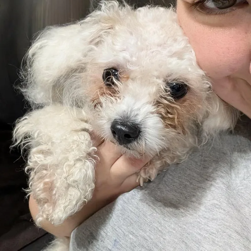 Momo Sugar thumbnail 2