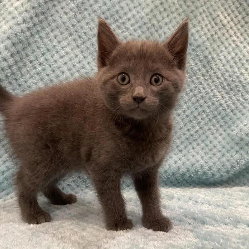 A baby small-sized male Gray / Blue / Silver Domestic Short Hair cat named Newt for adoption in Washington Township, OH