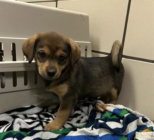 A baby small-sized male Black and Tan Coonhound dog named Kona for adoption in Fort Wayne, IN