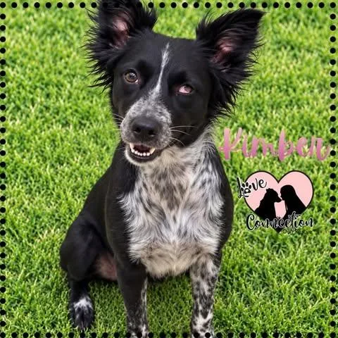 A young medium-sized female Black Border Collie dog named Kimber for adoption in Gilbert, AZ