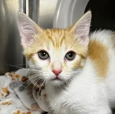 A young small-sized female Domestic Short Hair cat named Lily Bean for adoption in Phoenix, AZ