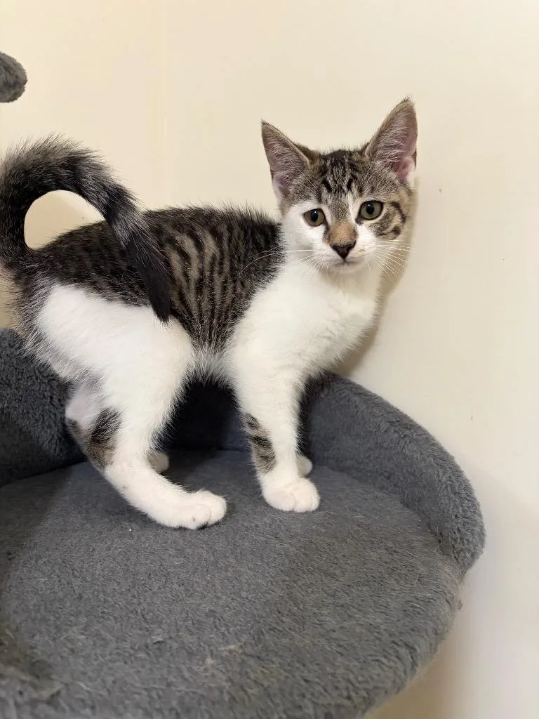 A baby medium-sized female Domestic Short Hair cat named Morgan for adoption in Lancaster, PA