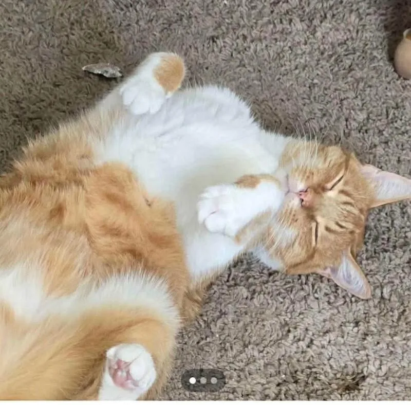 An adult medium-sized female Orange / Red Domestic Short Hair cat named Azriel for adoption in Grand Rapids, MI