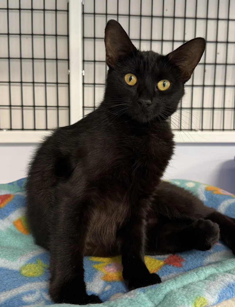 A young medium-sized female Black Domestic Medium Hair cat named LOCAL CAT  Aberdeen for adoption in Clayville, RI