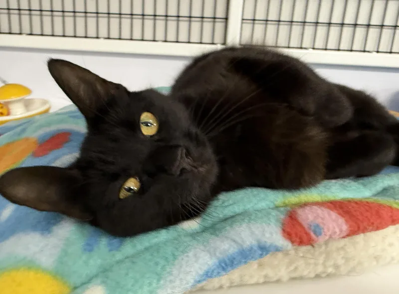 LOCAL CAT  Aberdeen thumbnail 2