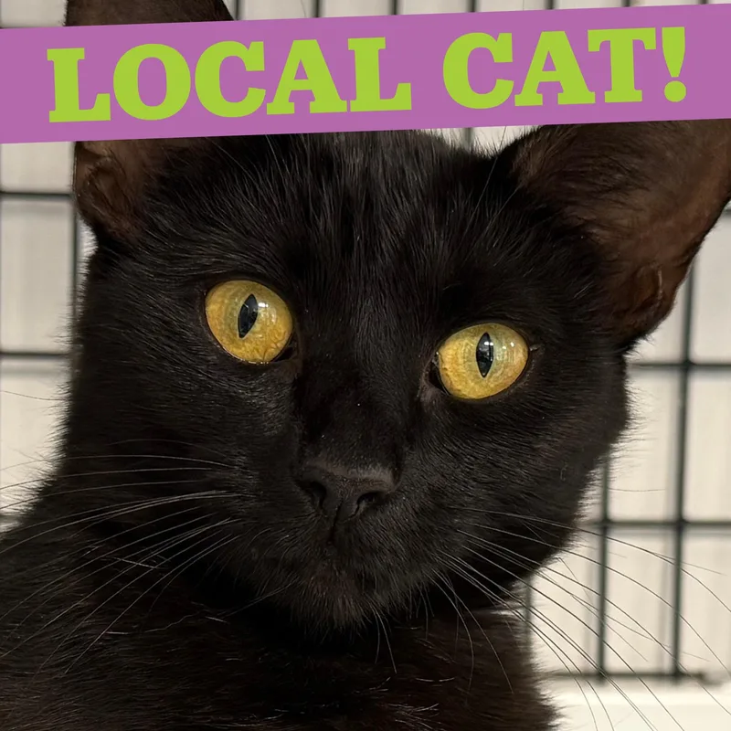 LOCAL CAT  Aberdeen thumbnail 6
