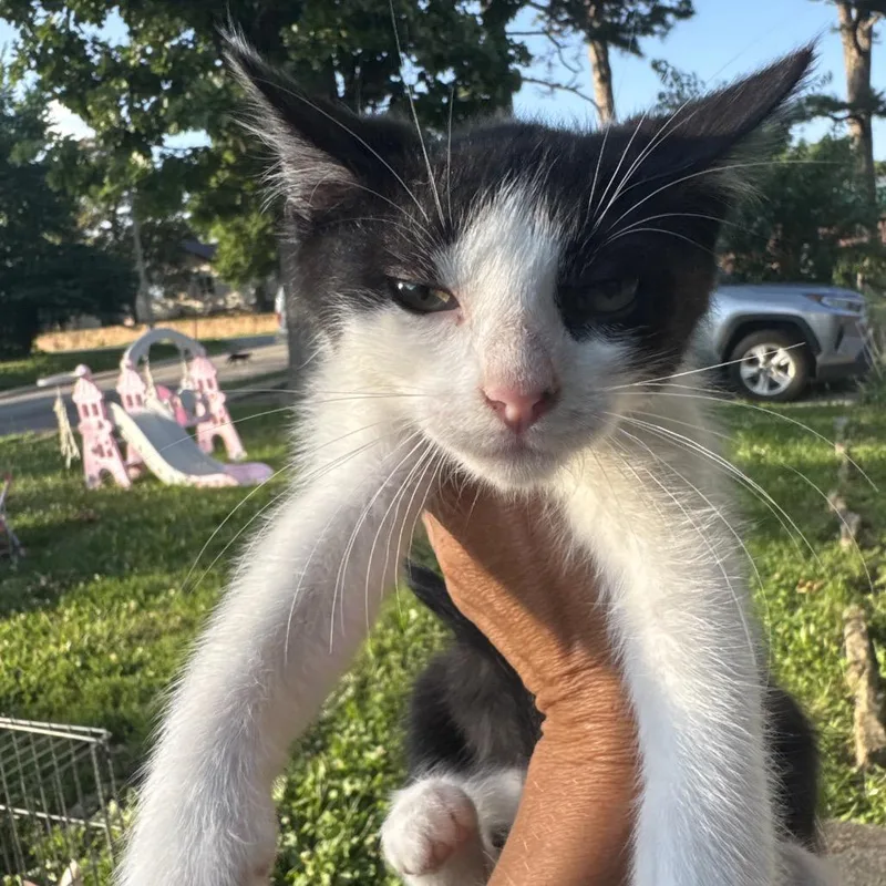 A baby small-sized male Black Domestic Short Hair cat named Billo for adoption in West Plains, MO