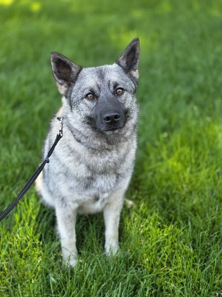 A young medium-sized female Black Norwegian Elkhound dog named Kera for adoption in Orland Park, IL